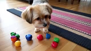 Healing Music for Dogs  Create a Calm and Safe Space for Your Pet 