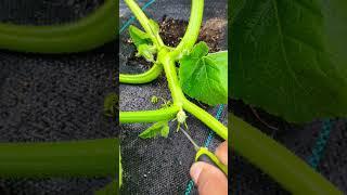 Pruning Pumpkin Plant for Faster PRODUCTION ! #greentgarden #pumkin #gardening