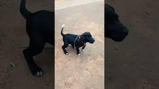 Cute Puppy  Bark 17 #puppyvideos #puppyvoice #dogsound #dogvoice #barking