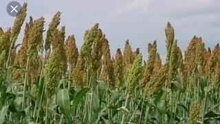 FASSARAR MAFARKIN KARAN DAWA