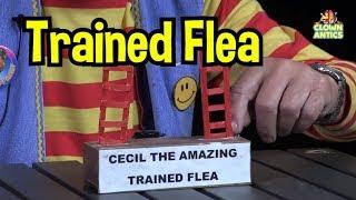 Trained Flea Clown Skit with Poppi