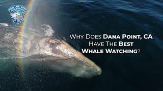 Dana Point, CA is the Dolphin & Whale Watching Capital of the World®