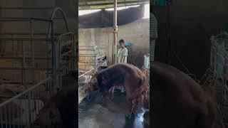 #baboyan #pigging #farming #piggery #pigfarming #animals #piglet #pighusbandry #pig