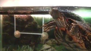 Frozen Aquatic Turtle Food Treat Review For Red Eared Slider