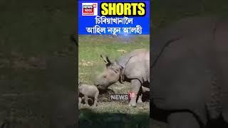 Assam State Zoo লৈ আহিল নতুন আলহী | Assamese News #shorts 13/11/24