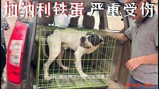 加纳利犬铁蛋打斗严重受伤，检查结果让人震惊，医生建议做手术？