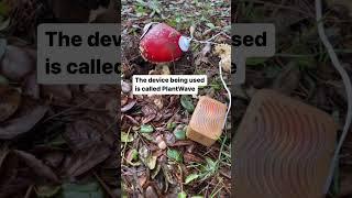 Mushroom music with an amanita muscaria mushroom using a PlantWave device