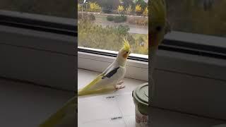 Корелла разговаривает и балуется...  Corella talks and messes around... this naughty bird.