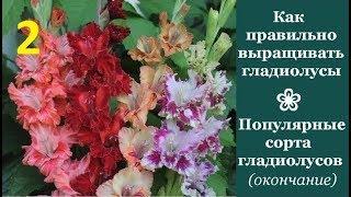  Как правильно выращивать гладиолусы | Популярные сорта гладиолусов (окончание)