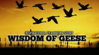 Wisdom of Geese - 7 Lessons we can Learn From The Geese | INSPIRATIONAL VIDEO