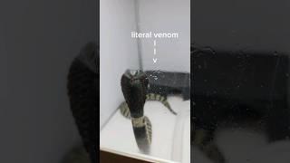 NEVER buy a venomous snake! #reptiles #venomoussnakes #cobra #gaboonviper #pets