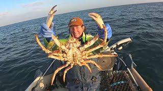 Octopus Are Big Spider Crab Are Big & The Brown Crab Have Turned Orange Another Great Day