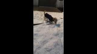 My dog loves the snow!!!