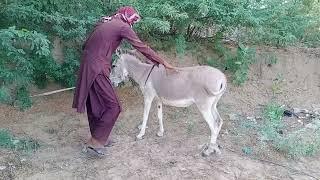 Left the donkey alone outside the house