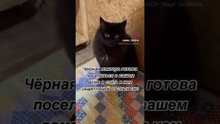 Мои данные и данные красотки постом в комментах. Забирайте #приют #кошки