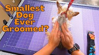 Experience This Dog's Unbelievable Grooming Makeover