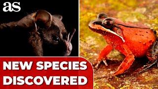 SCIENTISTS discover 27 new species of ANIMALS in the PERUVIAN AMAZON