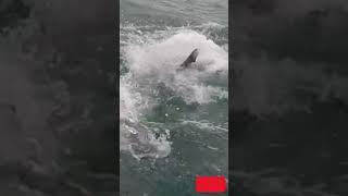  Shark attack #shorts #viral