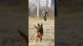 Gebrauchshundesport Verbot #hundetraining