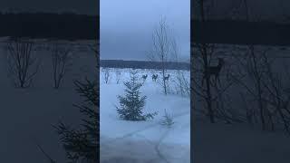 Косули в поле#косуля#поле#охота#звери#природа#зима#