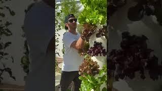 Harvesting aeroponic cabbage & lettuce from the Tower Garden