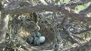 Story of the  greater roadrunners