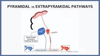 Pyramidal vs Extrapyramidal Pathways Explained