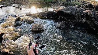 Murray Cod Fishing in a Unique Beautiful River