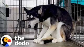 Husky Who Got Dumped For Being "Too Much" Gets Adopted | The Dodo