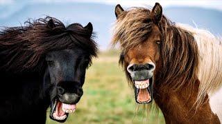 ПРИКОЛЫ С ЛОШАДЬМИ РЖУ!!!FUNNY HORSES СМЕШНЫЕ ЛОШАДИ JOKES WITH HORSES Cute moments of the horses