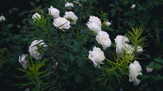 4K - Rose Camille Claudel/Top Cream at its best! - my garden update 4 September 2024