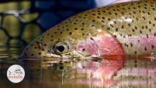 Hopper Season: Fly Fishing for Trout on the Williamson River