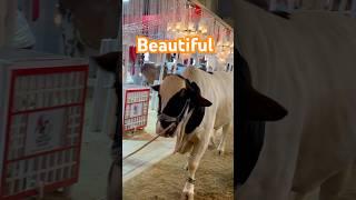 beauty check kro|| cuteness overload|| maweshi mandi #cow #bull #cattle