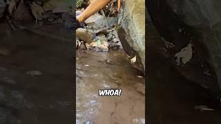 River Monster Discovered! 