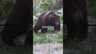 Joe Rogan on Hunter Making Huge Mistake in front of Grizzly Bear