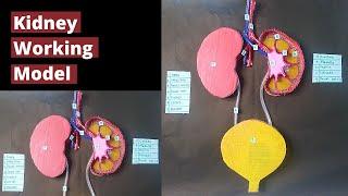 Urinary System Model | Kidney Working model | kidney working model | kidney model | excretory system