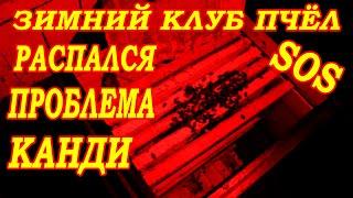 Зимний клуб пчёл распался. Проблемная зимовка пчёл.  Канди для пчёл