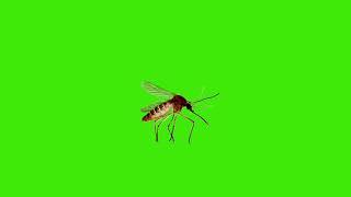 mosquito green screen