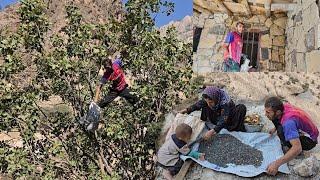 Iran's nomadic life: from picking wild post to building a house in a cave with stone beautification