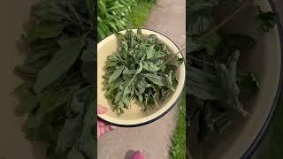Мятная соль #garden #рецерт #дача #выгодноехозяйство #рецепты