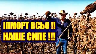  ВРОЖАЙ СОНЯШНИКА БІЛЬШЕ ЧИМ ОЧИКУВАЛИЗБИРАЄМО, РАХУЄМО#Старк #Авалон #ЄВРОСЕМ