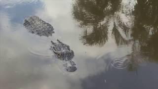 Gator Hunting in the Florida Everglades