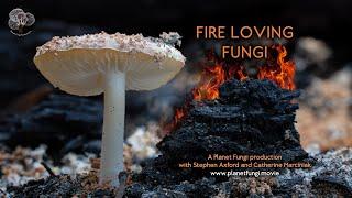 Fire loving fungi - the movie