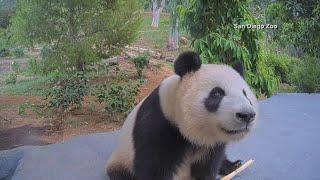 San Diego Zoo launches its new panda camera