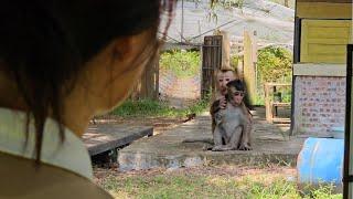 Little Nahu took his friend home to find his mother