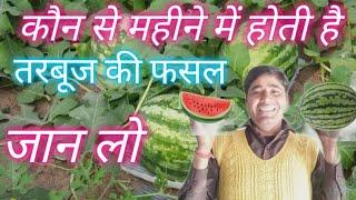तरबूज की फसल ll  कौन से महीने में होती है तरबूज की फसल जान लो #farming #youtube #upfarmers