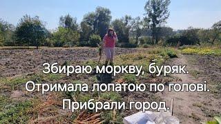 Дача. Збираю моркву, буряк. Отримала лопатою по голові. Прибрали город. Спосіб розмноження лаванди.