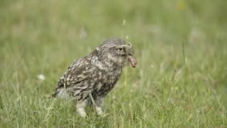 Little owl (Athene noctua) on the ground eating an earthworm, Wales, UK