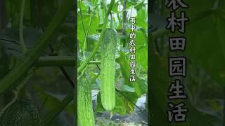 #Record real life in China# rural life #record daily life in rural areas