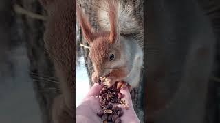 Длинноухий впервые ест грецкий орех у меня на ладони / A squirrel eats a nut in my palm